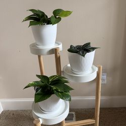 Live Healthy Golden Pothos Silvery Ann Plants In 6” Pot