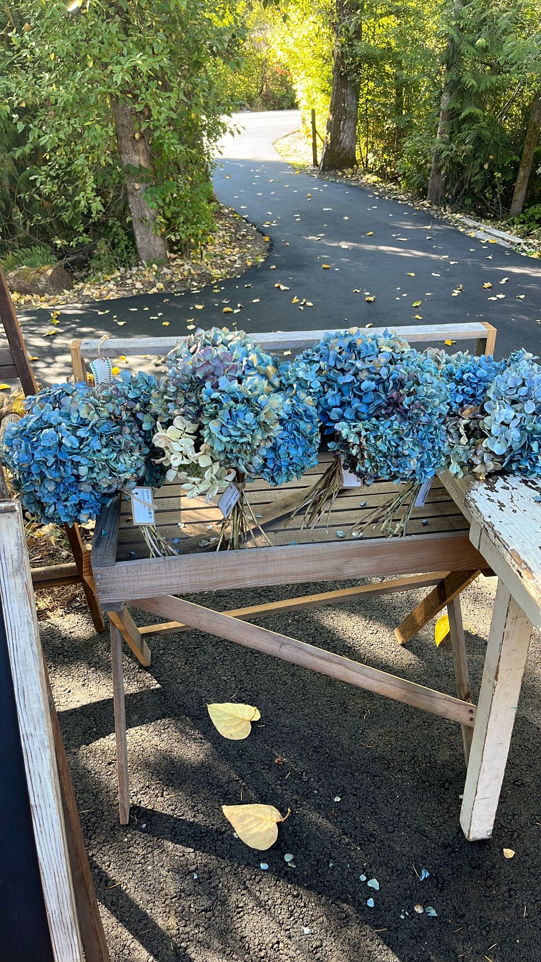PENDING, 5 Dried Hydrangea Bouquets All For $5