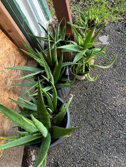Large Potted Aloe Vera Plant