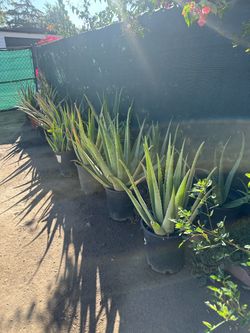 Aloe vera