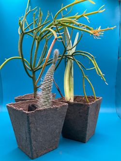 Plants extras