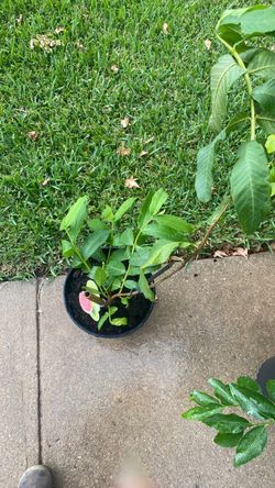 Pink guava