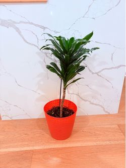Planta de Interior Dracena