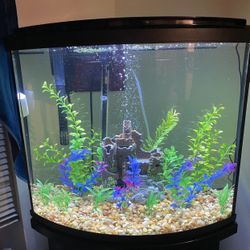 Fish Tank Complete