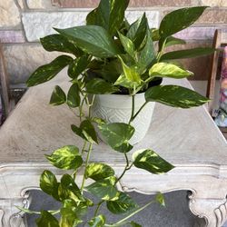 Golden Pothos
