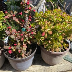 Crown Of Crist $18 Each Succulent Plant $16 each