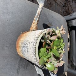 Metal Planter And Plants .