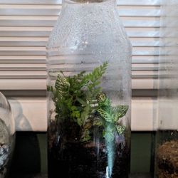 Terrarium 
