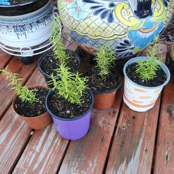 Rosemary plants/ $3 Each