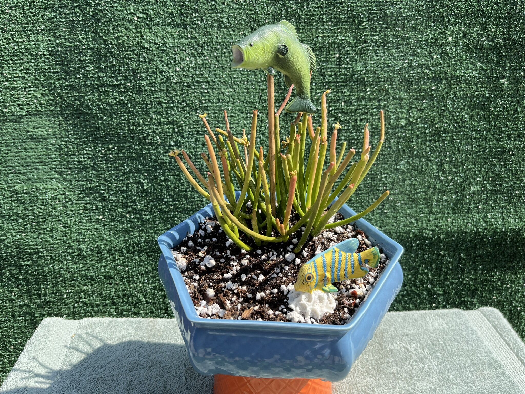 Fish On!! - Succulent With Fish Jumping