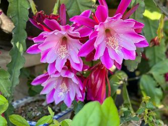 Orchid Cactus Cutting