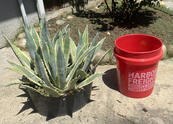 3 Agave Plants