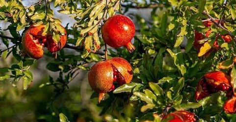 ISO Peach Tree or Fruiting Variety of Pomegranate Tree