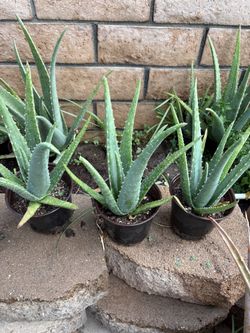 Aloe Vera plants