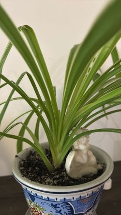 Spider Plant
