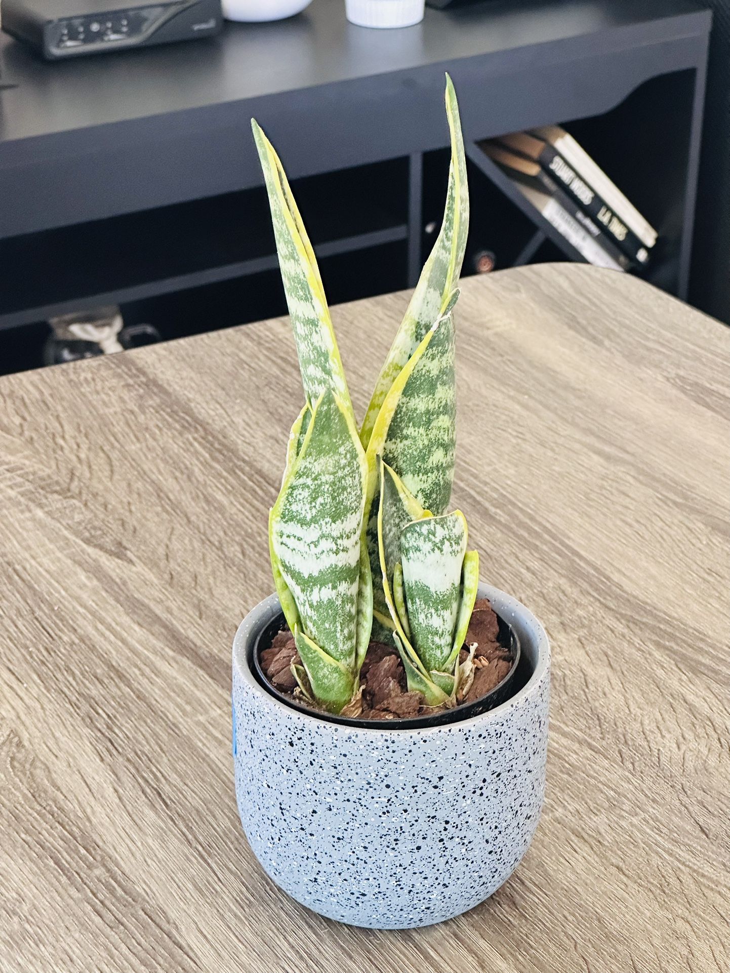Cute Ceramic Pot With Sensevieria Plant 