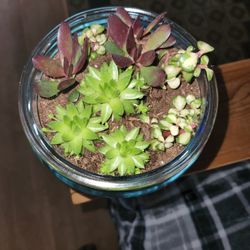 Beautiful Succulent Terrarium