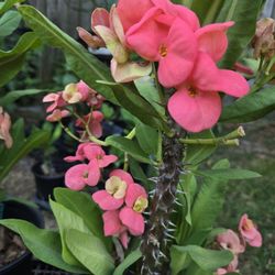 Corona de cristo Planta/Crown Of Thorns Plant 🪴 