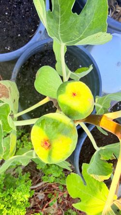 Black Jack Fig — A Must-Have for Serious Fig Collectors