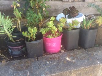 Nice and beautiful plants for $5 each come and see you self. And also have plants for $10, and som $15