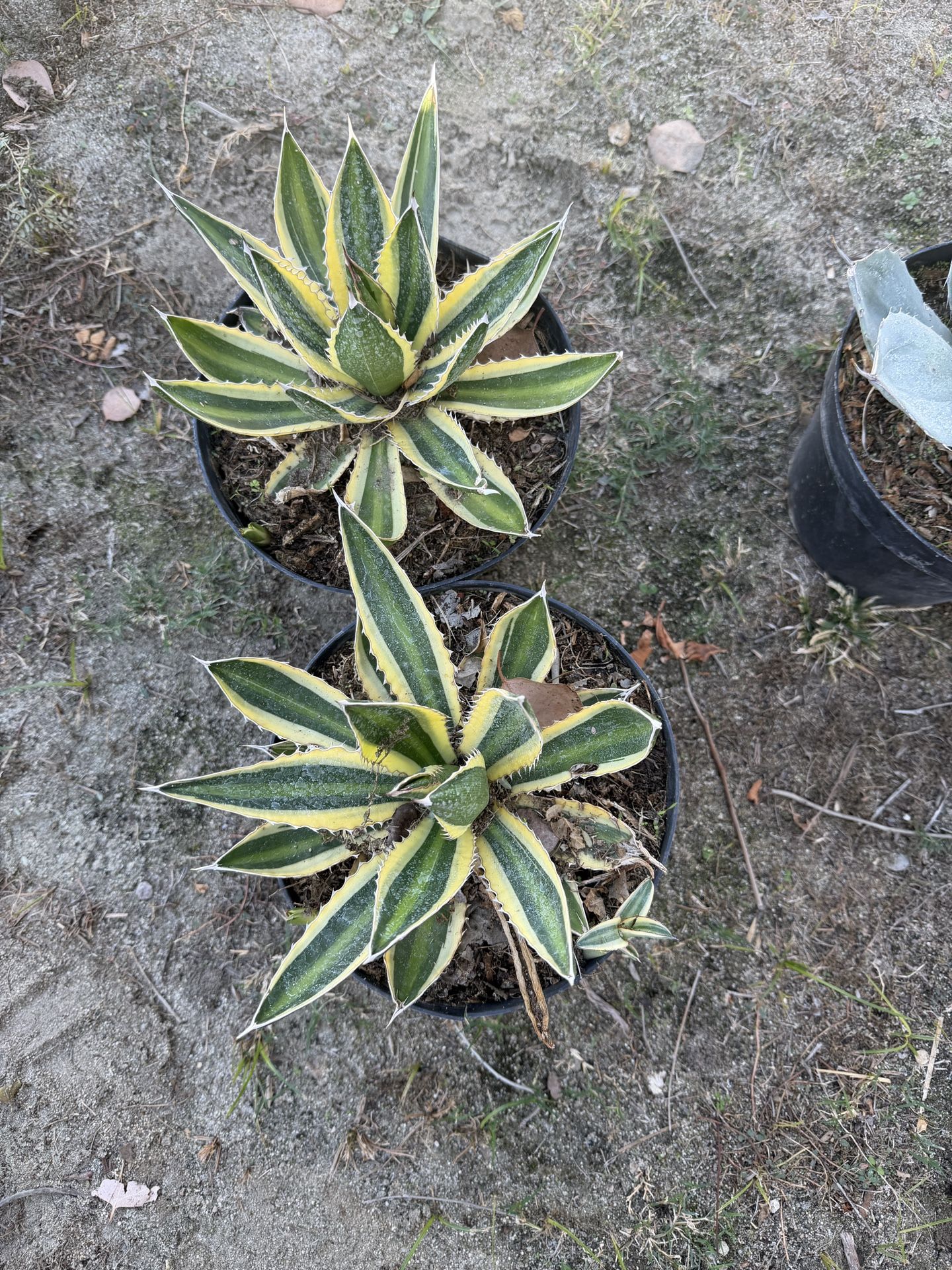Agave Quadricolor – 8in (Rare-4x in stock.)