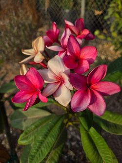 Jubilee Plumeria Jungle Jacks $45