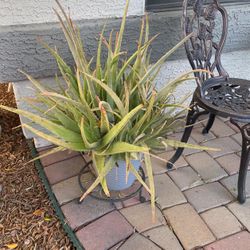 Large Aloe Vera Plant