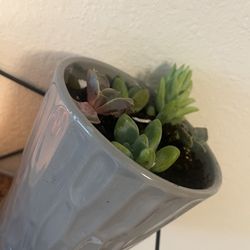 Beautiful succulents in a modern gray ceramic pot with texture