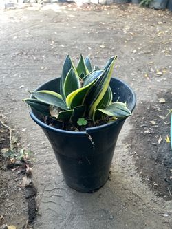 Snake plant