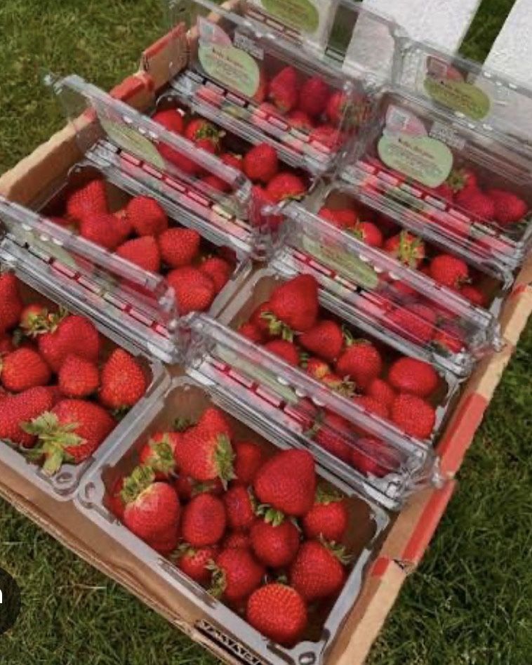 Full flat of fresh strawberries ready for pickup! Caja d Fresas listo para leveantar. 8 basketes $15