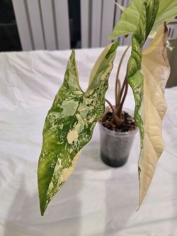 Alocasia Simpo Aurea