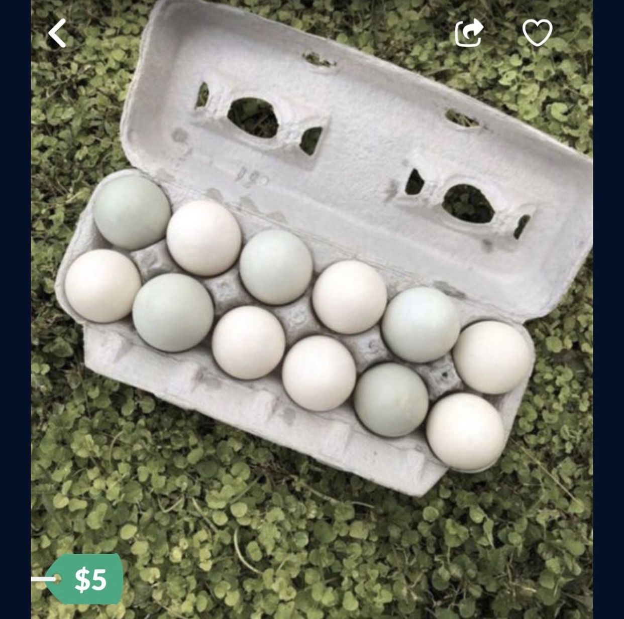FRESH ORGANIC LARGE DUCK EGGS