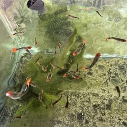 Aquarium Plants