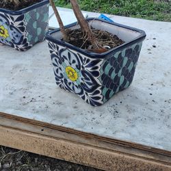 Flower Pots 