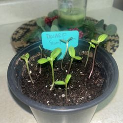  Germinated Sunflowers  And Perennial Wild Flowers. Nursing Plants It Will Be Ready For Spring 