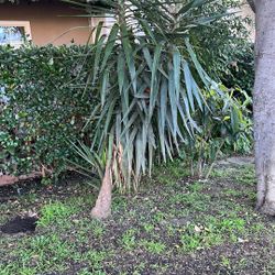 Yucca Plant/tree