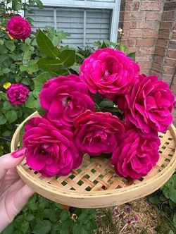 Rare European, Japan rose plants:  Celestial Night,   Large blooming plant in 3 gallon pot  Price firm  Pick up only