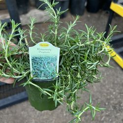 Rosemary Prostrate Plants 