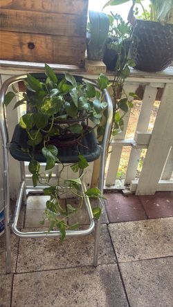 Photo plant