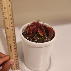 Venus Flytrap