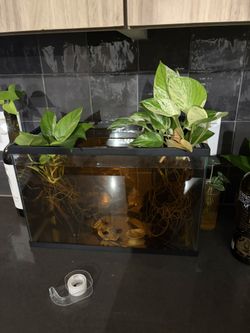 Fish Tank