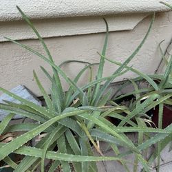 4 Large Aloe