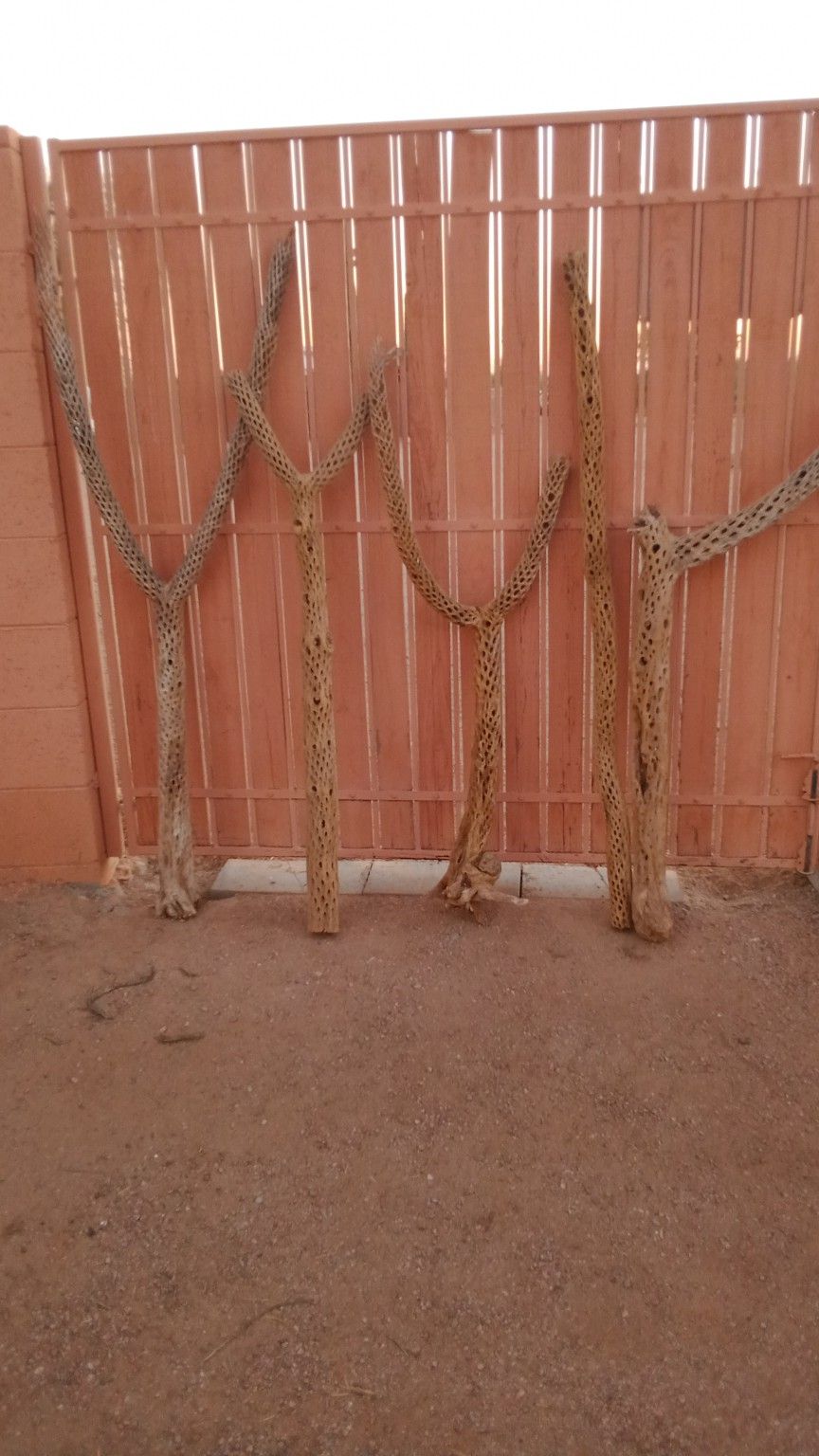 Large Cholla Cactus Skeletons 