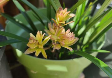 Cymbidium