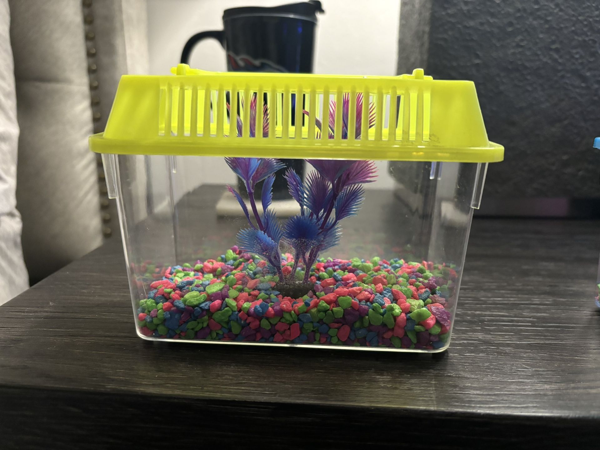 Small Fish Tanks With 2 Fishes Inside You Choose