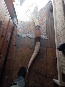 Texas Longhorn Real And Authentic