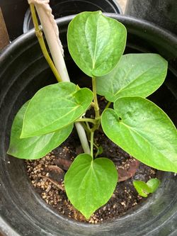 Betel leaves plant (paan)