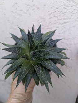 Aloe Aristata/ Lace Aloe