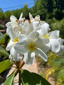 Plumeria