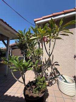 Plumeria plants